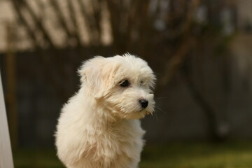 Portrait d'un bébé chiot coton de tulear dans un parc