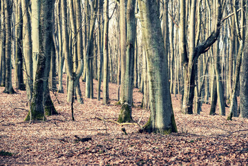 Trees in the forest. Early spring forest scenery