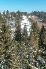 Trebevic forest