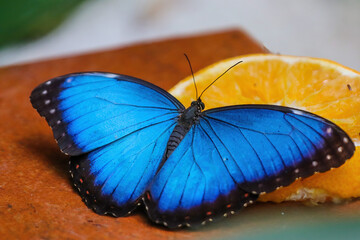 Closeup shot of a blue morpho butterfly near a slice of orange