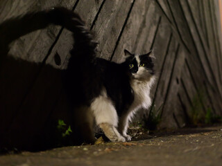 Fototapeta na wymiar The night wandering cat