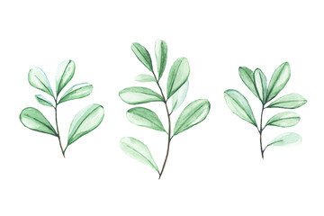 Set of three branches of the Pittosporum plant, painted in watercolor and isolated on a white background. Watercolor plants for design. Green plants for floral bouquets and arrangements.