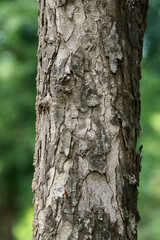 Obraz premium Wooden Bark in the garden , Close up Texture
