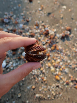 Small Alive Clam In Hand Closeup