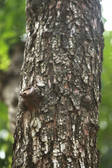 Wooden Bark in the garden , Close up Texture
