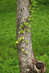 Wooden Bark in the garden , Close up Texture