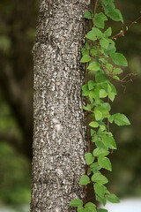 Fototapeta premium Wooden Bark in the garden , Close up Texture