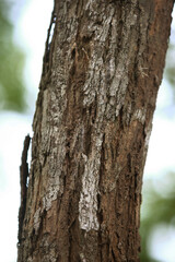 Fototapeta premium Wooden Bark in the garden , Close up Texture