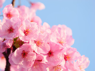 【春】桜の花　河津桜
