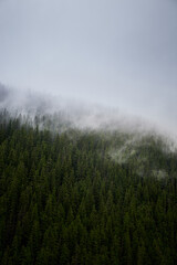 Beautiful ukrainian nature. Old and misty pine forest during rainy day. Carpathian Mountains, Ukraine