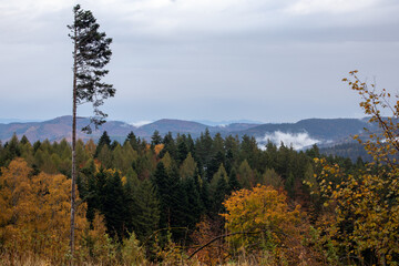Forest in the vosgien mountains in France