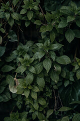 Background of green leaves that give a spring mood Spring in the city. Natural wall