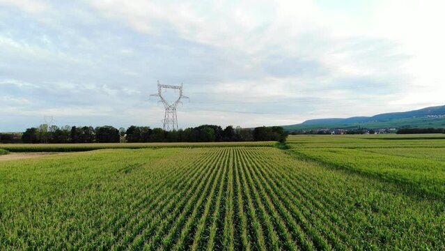 Large corn fields at countryside, line of green trees and power transmission tower seen ahead. Drone-view, camera fly low over ripening plants, soft evening lighting