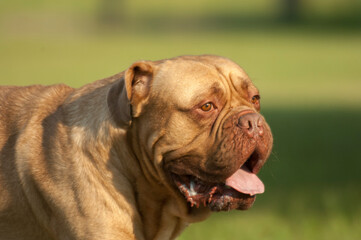 French Mastiff  on grass lawn close up portrait
