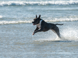 Staffordshire-bull-terrier runs and play in ocean surf
