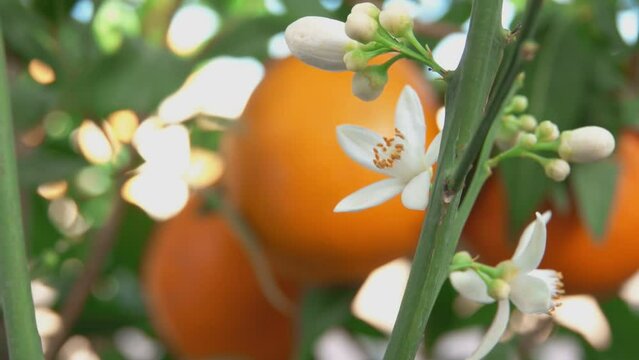 White orange fragrant flower is blooming on the branch of the green citrus tree