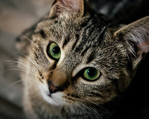 ojos de gato de color gris