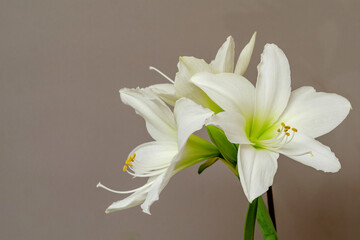 Flowers of white lilies on a gray background. Elegant bouquet for a gift.