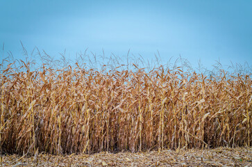 Rows of dry corn on an autumn field. Blue sky background. Corn field in late autumn.