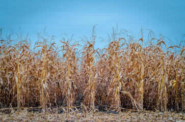 Rows of dry corn on an autumn field. Blue sky background. Corn field in late autumn. Agriculture.