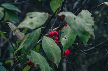 Red wild berries on the bush. Damaged leaves. The wild nature.