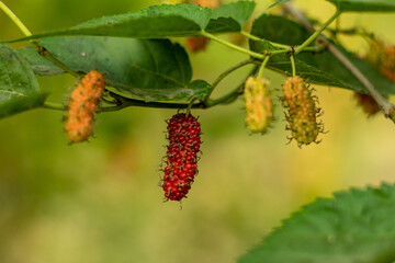 Red yellow, pink, white Mulberry or Morus alba, Silkworm