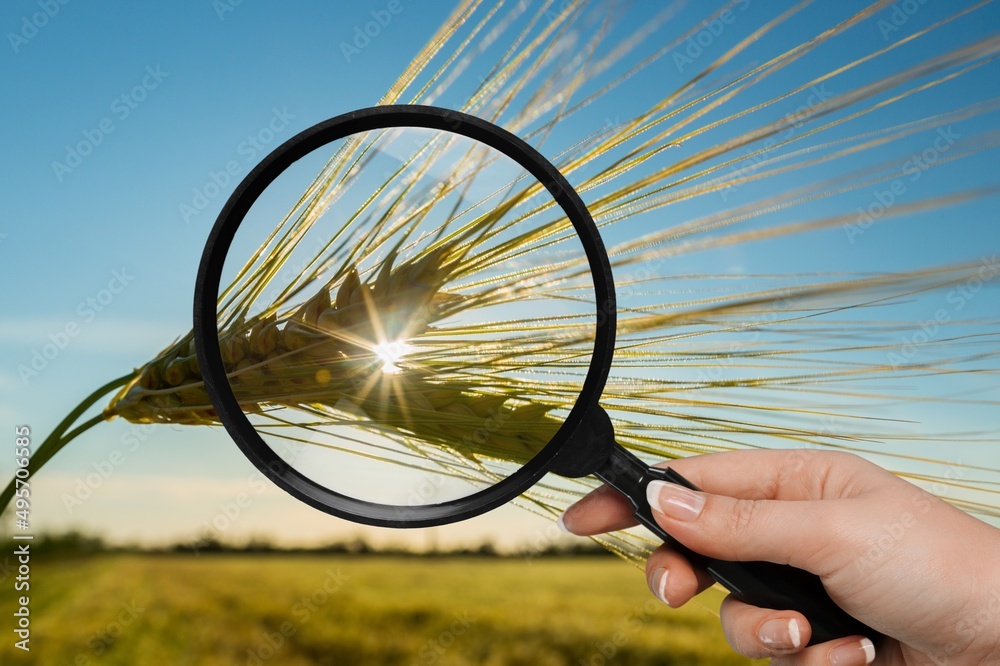 Poster Hands holds magnifying glass screen wheat seed with sunflare on field. Wheat farming production concept.