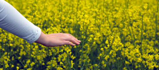 Female hands touching rape flowers. Nature background.