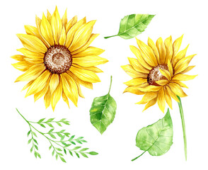 Watercolor Sunflower Illustration. Sew of sunflowers on white background. Sunflower Watercolor Botanical Drawing