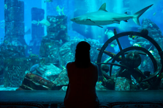 Young woman watch fishes and sharks in beautiful blue aquarium in Dubai