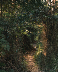 Vertical shot of a trail through a hidden green forest