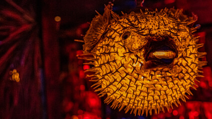 Closeup shot of an illuminated pufferfish lamp © Tmackley/Wirestock Creators
