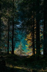 Fototapeta premium forest in autumn