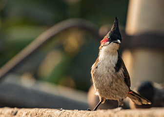 Closeup shot of a Red Whiskered Bulbul posing for the camera