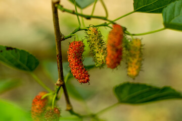 Fototapeta premium Russian Mulberry, Morus alba or White Mulberry, Silkworm Mulberry