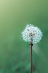 Spring background with single dandelion on green background.