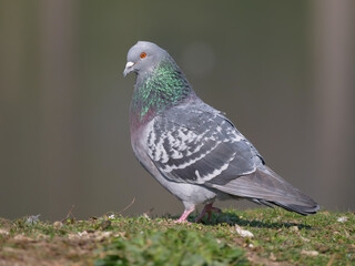 Portrait of a pigeon
