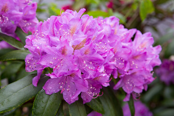 Close up photo of a beautiful pink Rhododendron flowers.