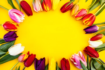 Lots of colorful tulips in circle isolated on yellow.