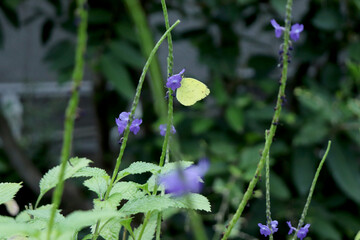 花の蜜を吸いに来ている紋黄蝶