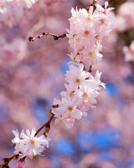 Blooming sakura detail