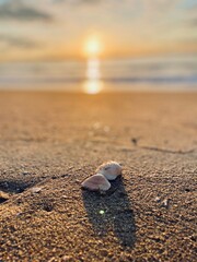 shell on the beach