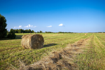 Bales of hay in a field in front of some trees after the harvest in summer.