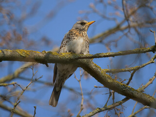 The bird on the sunny branch