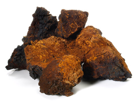 Chaga Pilz - Heilpilz Freigestellt auf wei&szlig;