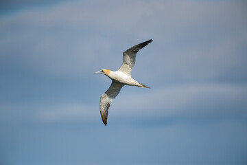 Gannet juvenile flying, close up, in front of a blue sky in Scotland in the summer time