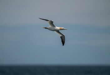 Fototapeta na wymiar Gannet close up, on a cliff overlooking the sea in Scotland in the summer time