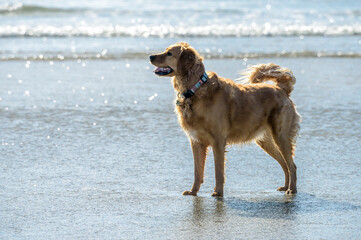 Fototapeta na wymiar Golden Retriever dog playing IN TIDE POOL AT BEACH