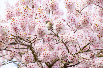 Dark eyed junco sparrow bird sits on a branch in a cherry blossom tree in full bloom during the start of Spring season in Seattle, Washington USA. 