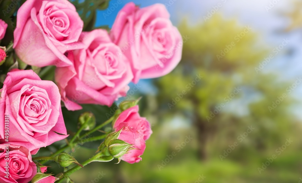 Sticker Beautiful pink rose on a natural green background.